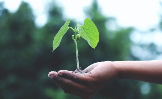 HA579ONTcGt9uq3iDCFp_pexels-akil-mazumder-1072824