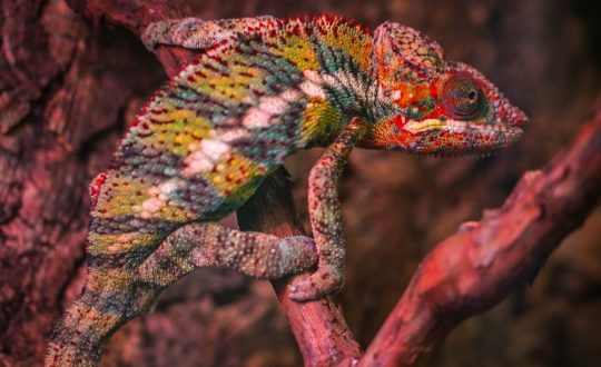 eSnSyyknS4KJidbK0STa_pexels-egor-kamelev-751681